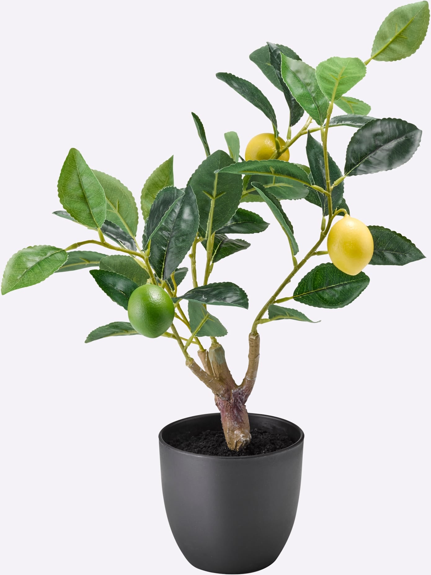 Gasper Kunstpflanze günstig online kaufen