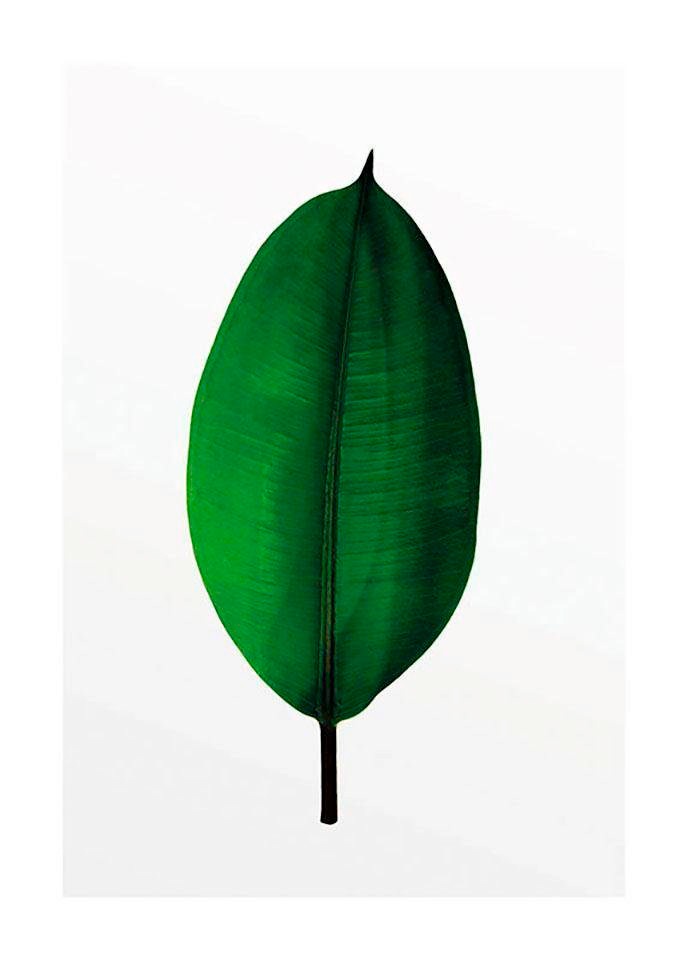 Komar Bild »Ficus Leaf« Blätter | Pflanzen 1 Stk. tlg. Wandbild zur Dekoration - ohne Rahmen