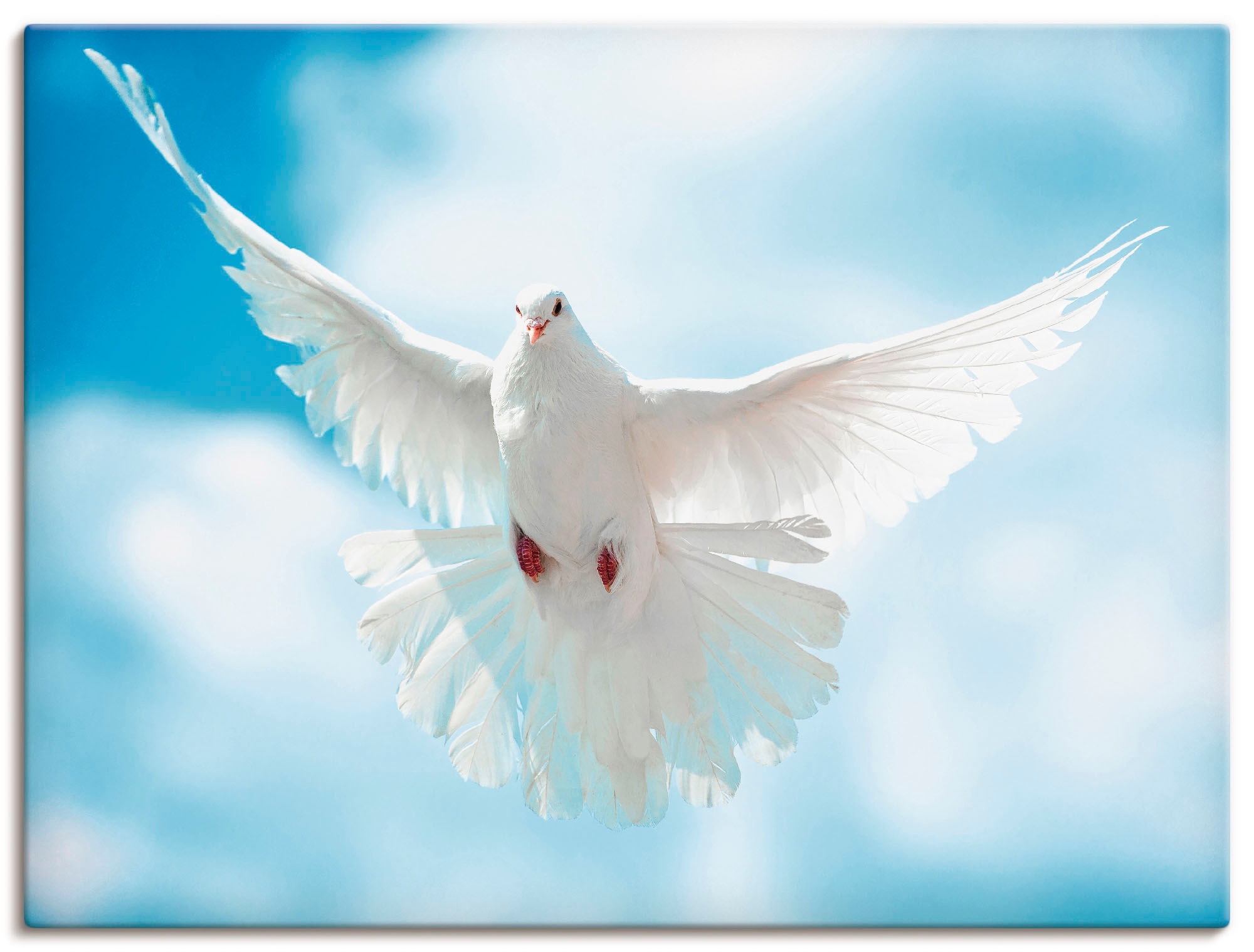 Artland Wandbild "Taube mit ausgebreiteten Flügeln" Vögel 1 Stk. tlg. als Alubild, Leinwandbild, Poster in verschied. Größen