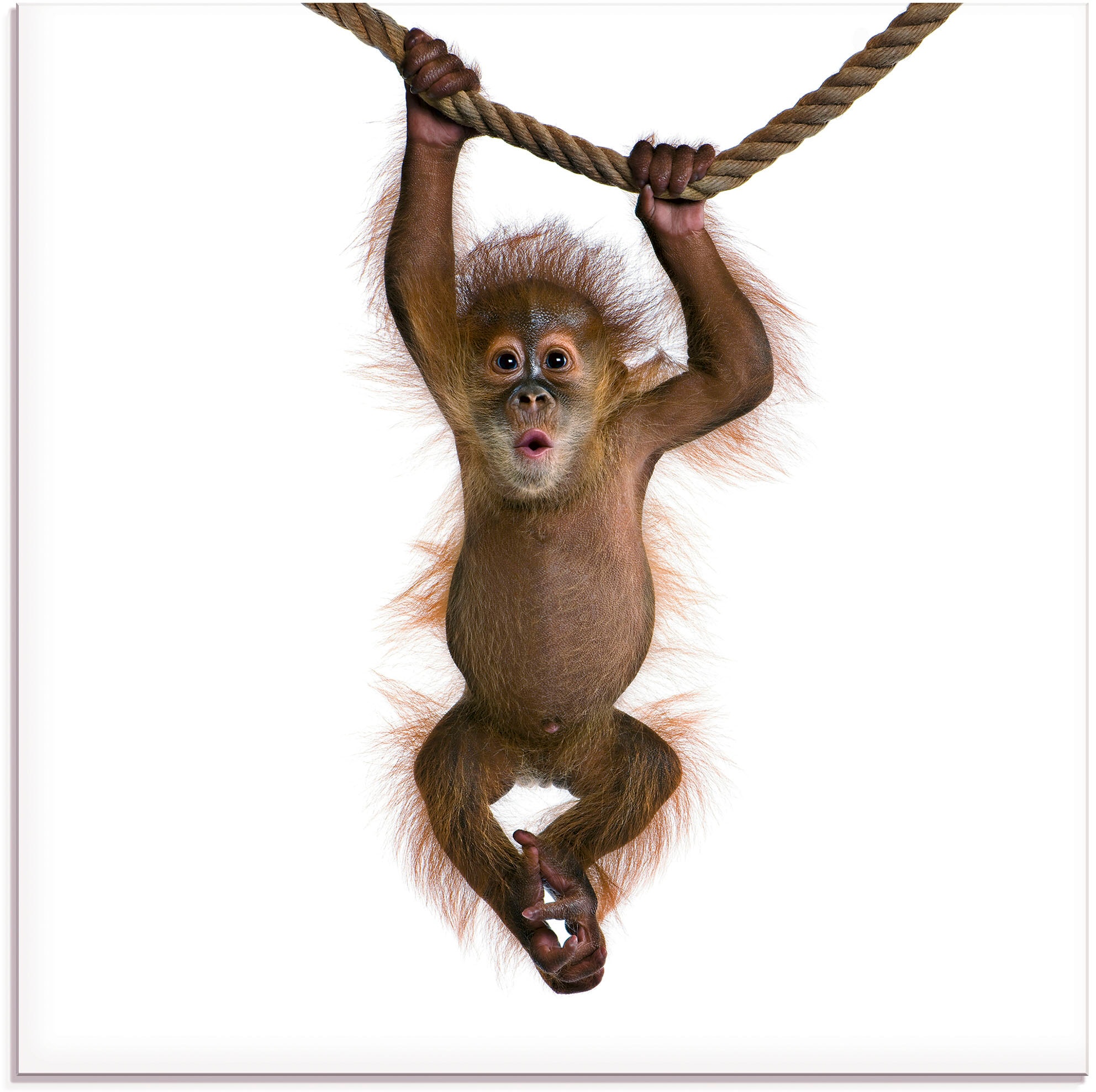 Artland Glasbild »Baby Orang Utan hängt an Seil II«, Wildtiere, (1 St.), in verschiedenen Größen