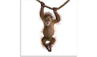 Glasbild »Baby Sumatra Orang Utan hängt an Seil«, Wildtiere, (1 St.)