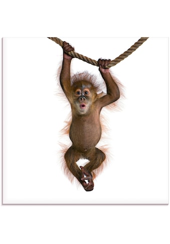 Glasbild »Baby Orang Utan hängt an Seil II«, Wildtiere, (1 St.)