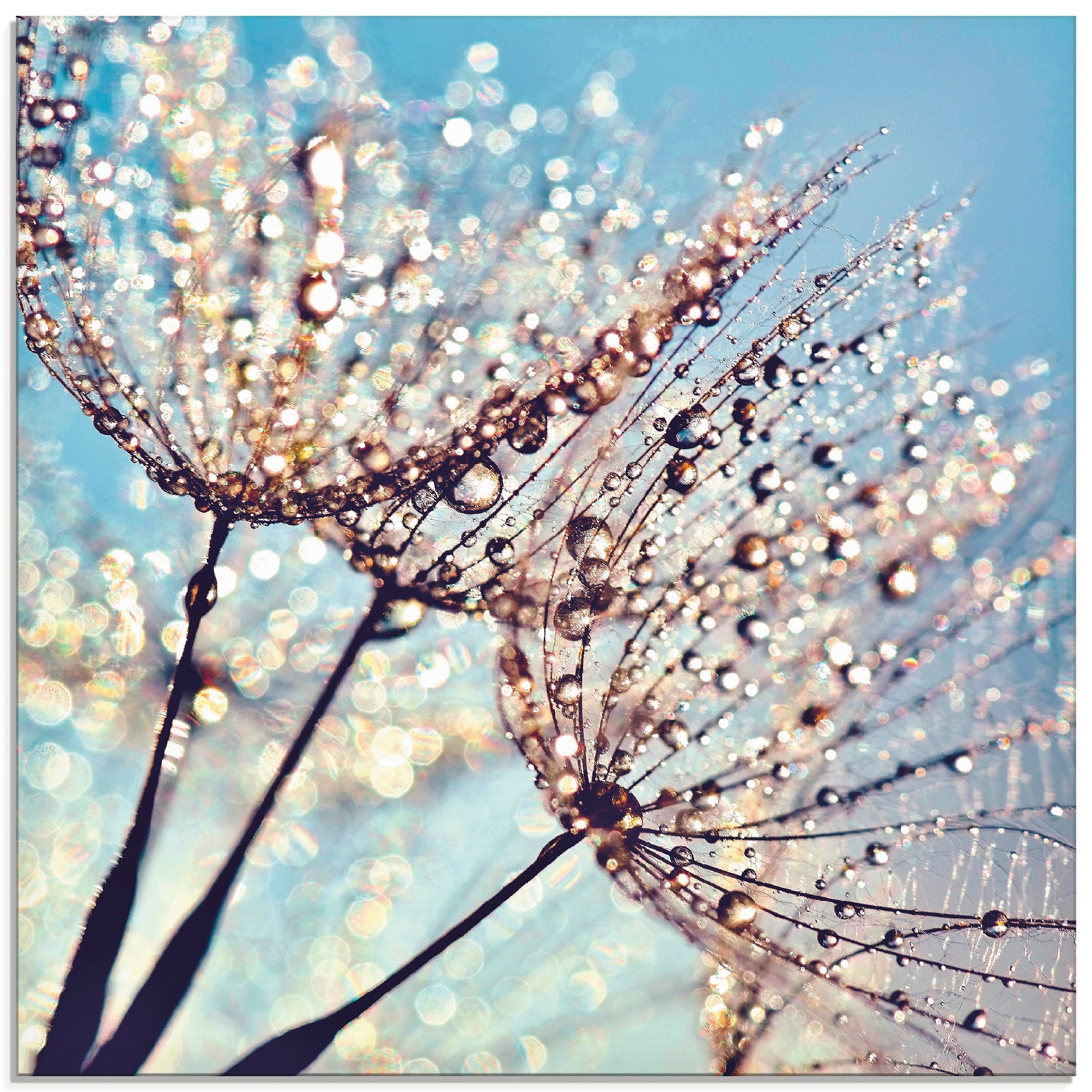 Artland Glasbild »Pusteblume Tröpfchenfänger«, Größen Blumen, St.), in verschiedenen bestellen (1 | BAUR