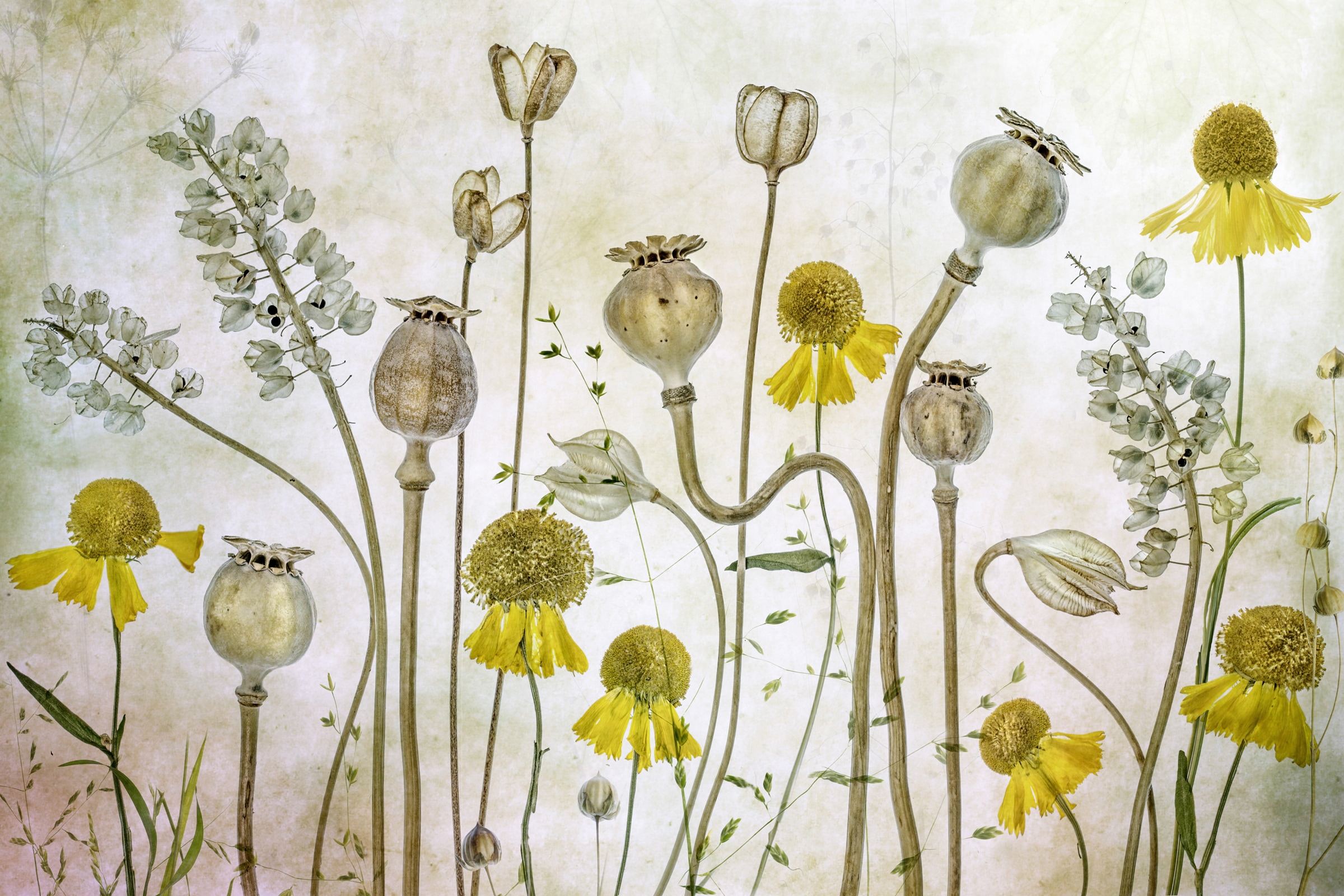 Papermoon Fototapete "Photo-Art MANDY DISHER, MOHNBLUMEN UND HELENIUM"