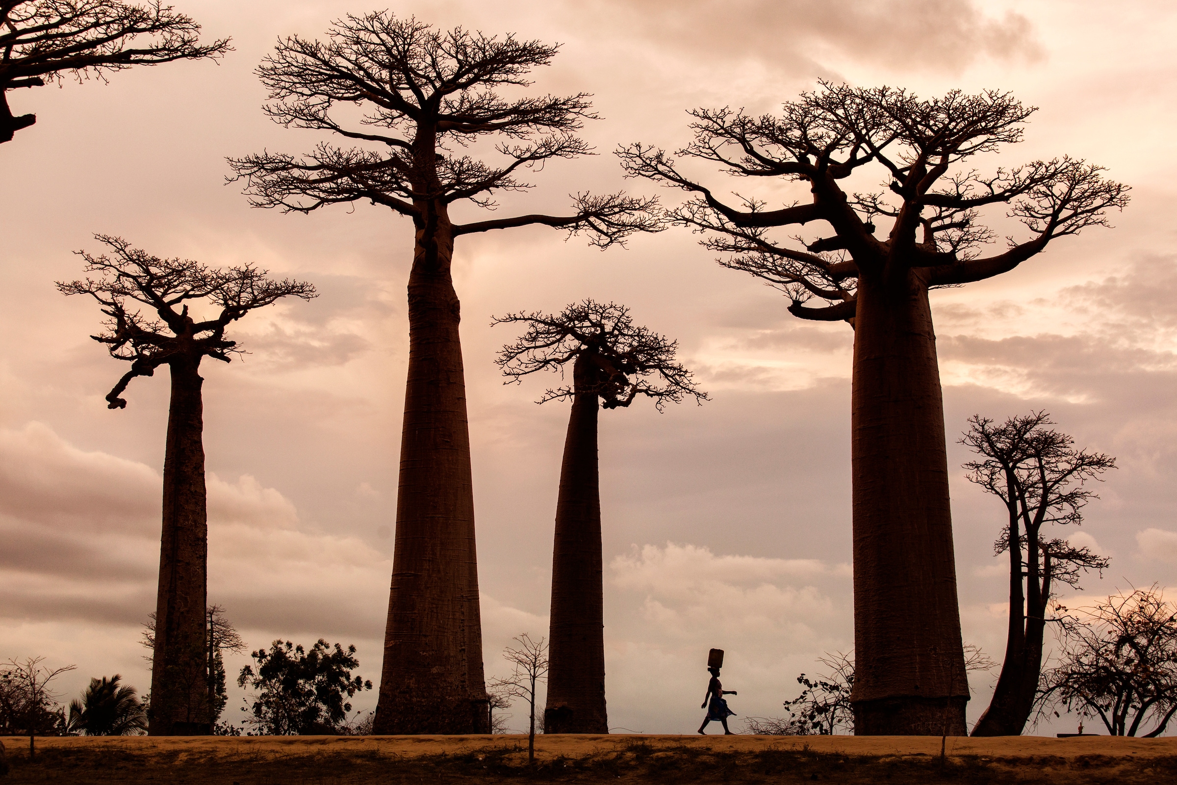 Papermoon Fototapete "Photo-Art DAN MIRICA, MADAGASKAR"