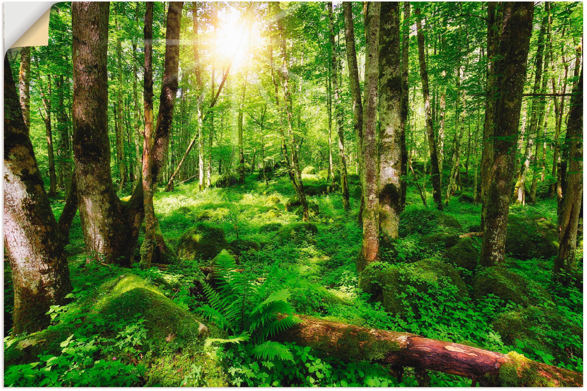 Artland Wandbild »Wald«, Wald, (1 St.), als Leinwandbild, Poster, Wandaufkleber in verschied. Größen