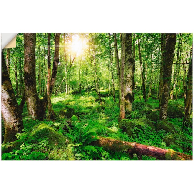 Artland Wandbild »Wald«, Wald, (1 St.), als Alubild, Leinwandbild,  Wandaufkleber oder Poster in versch. Größen kaufen | BAUR