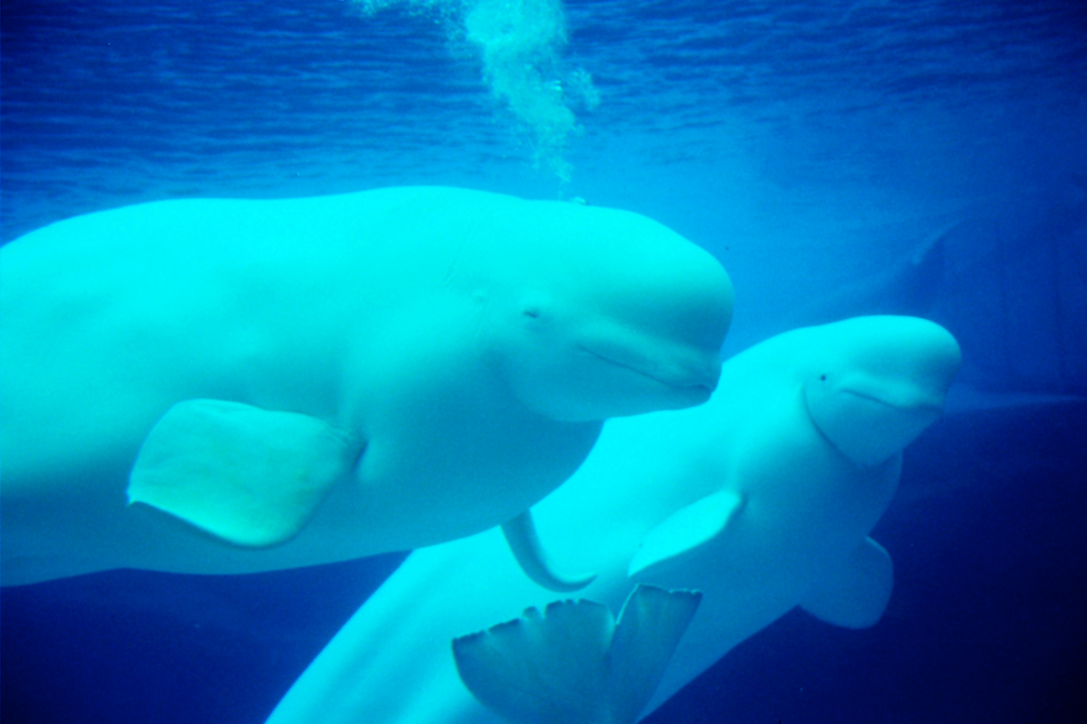 Papermoon Fototapete "Beluga Whales" glatt