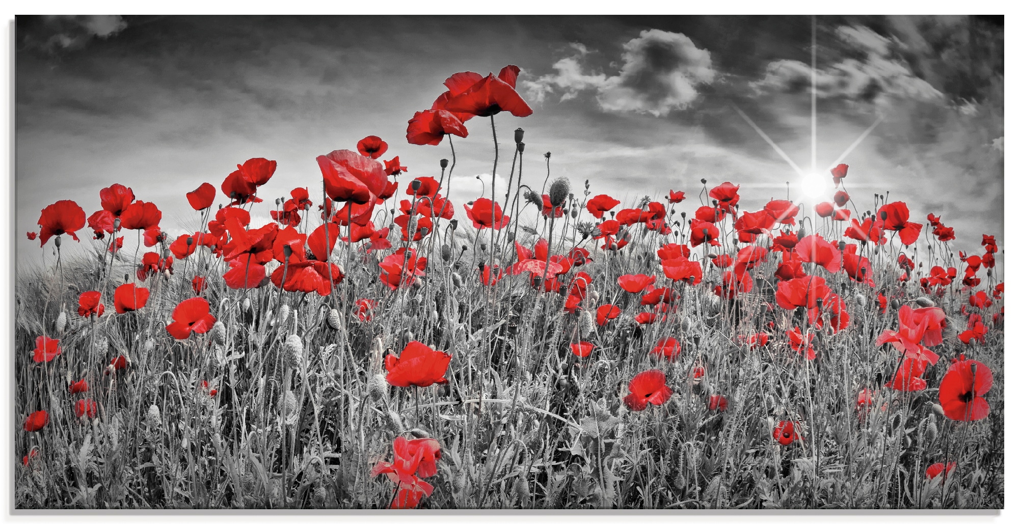 Artland Glasbild "Idyllisches Mohnblumenfeld mit Sonne" Blumen 1 Stk. tlg. günstig online kaufen