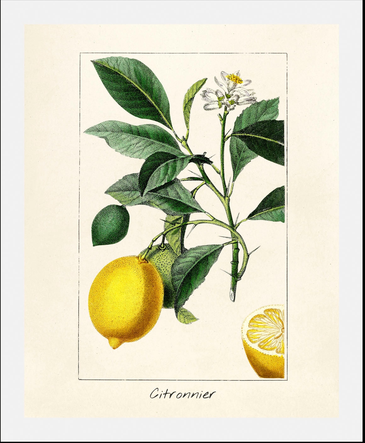 queence Bild "Citronnier", (1 St.), gerahmt günstig online kaufen