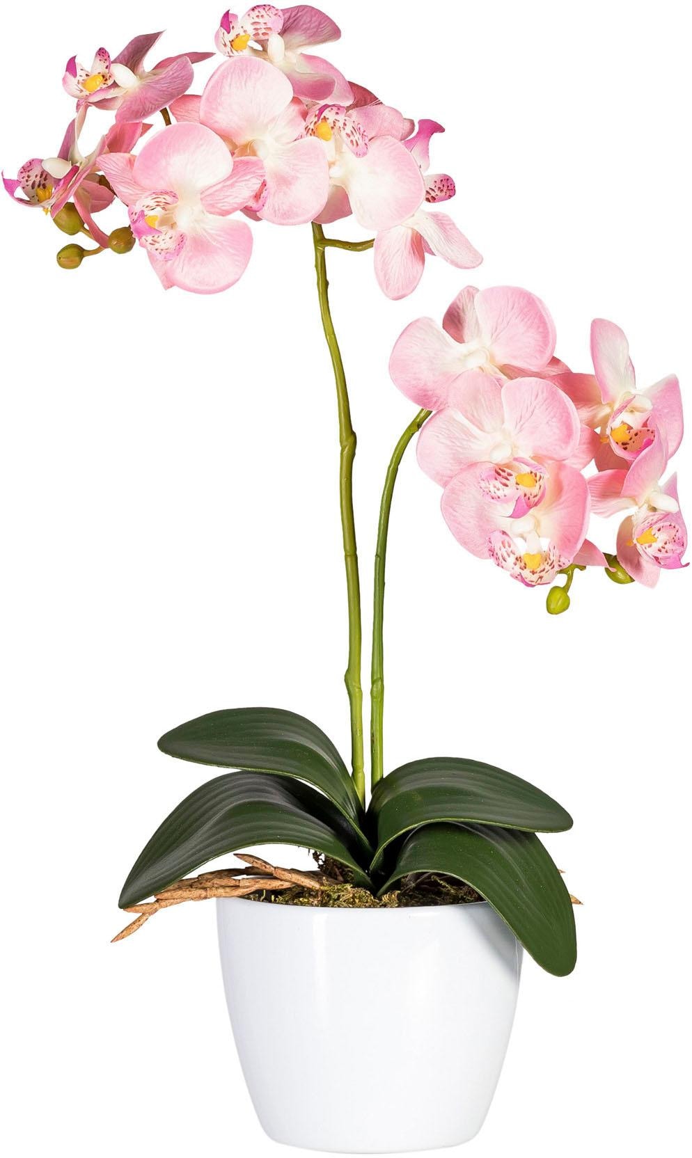 Creativ green Kunstpflanze »Phalaenopsis«