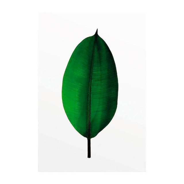 Komar Poster »Ficus Leaf«, Pflanzen-Blätter, (1 St.), Kinderzimmer,  Schlafzimmer, Wohnzimmer | BAUR