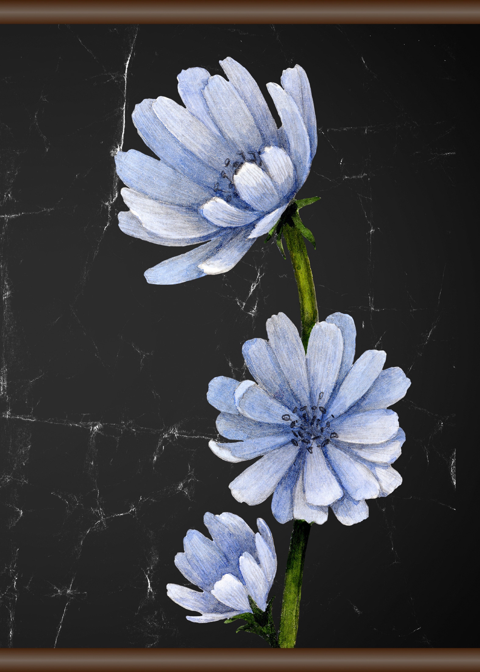 queence Leinwandbild "Blaue Blüte", 50x70 cm günstig online kaufen