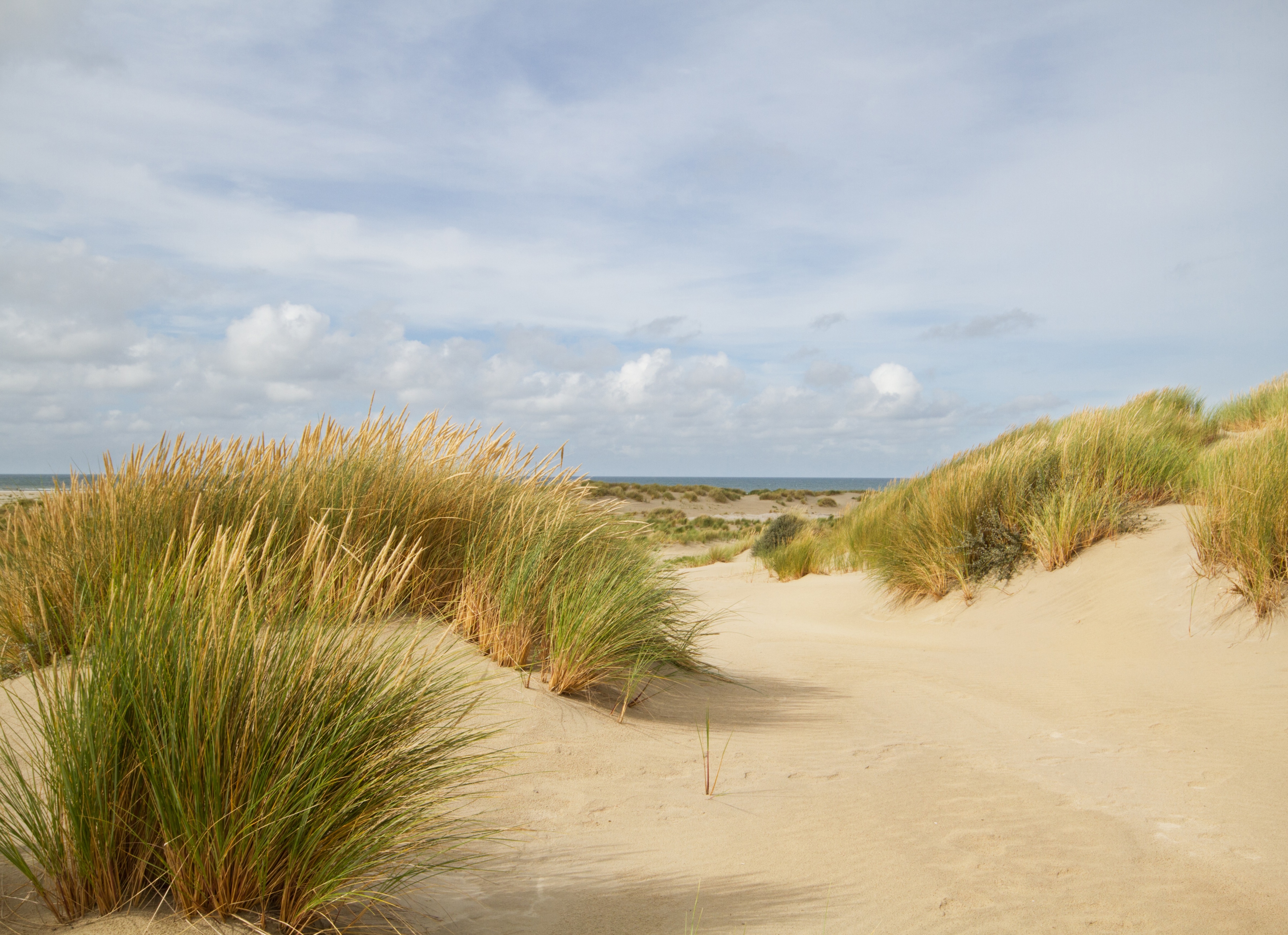 Papermoon Fototapete "Dunes Grass" glatt