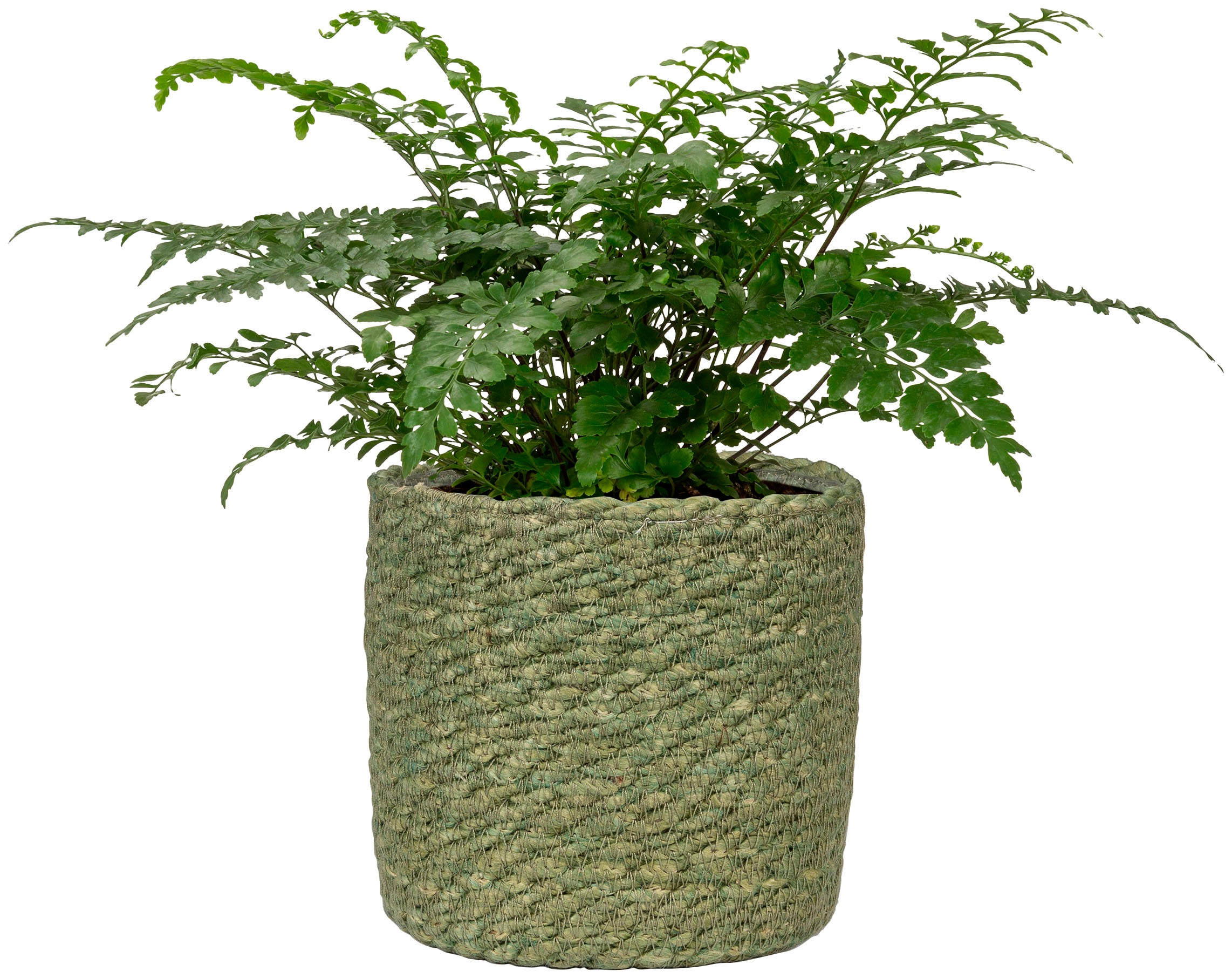 Scheurich Blumentopf »GREEN 19/508«