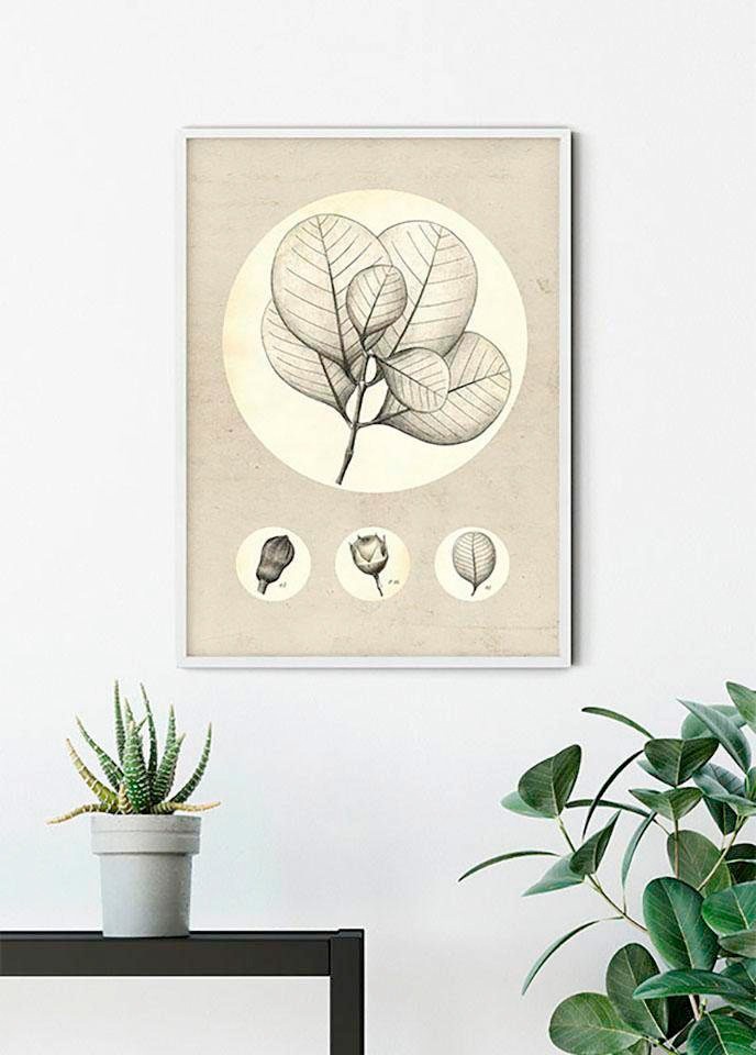 Komar Bild »Transparent Leaf«, Pflanzen-Blätter, (1 St.), Wandbild zur Dekoration - ohne Rahmen