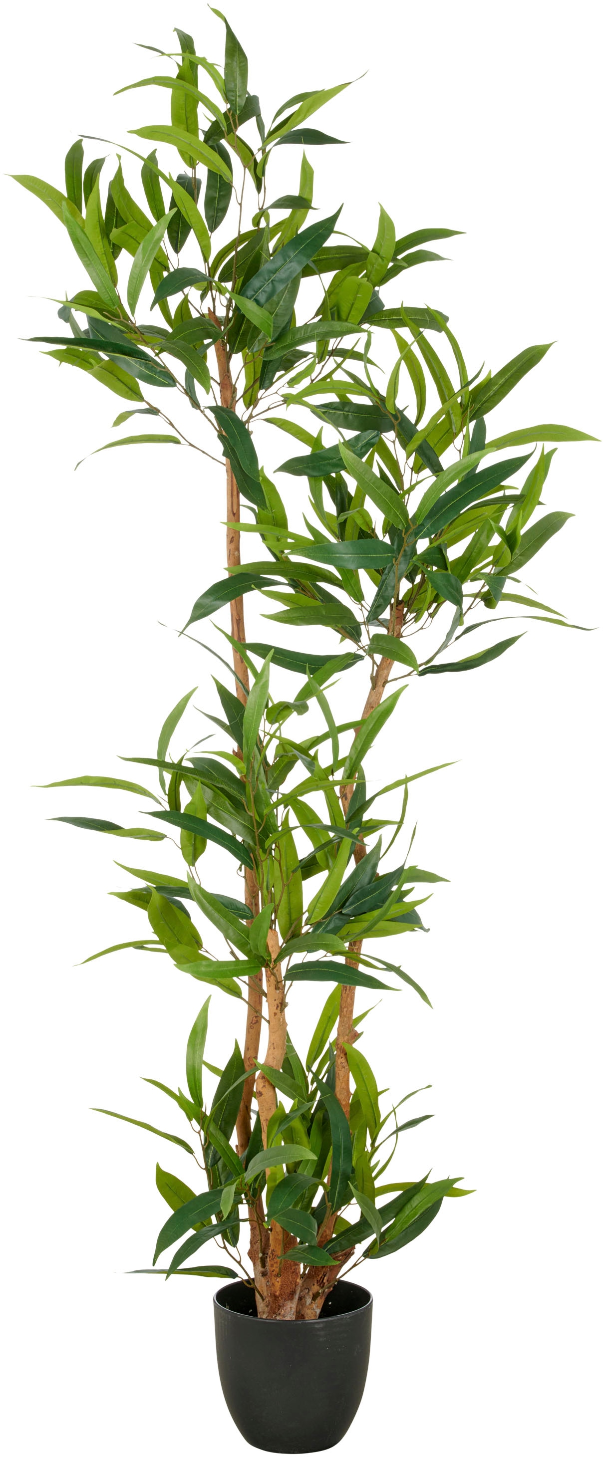 Creativ green Kunstbaum "Ficus maclellandii", mit echtem Holzstamm günstig online kaufen