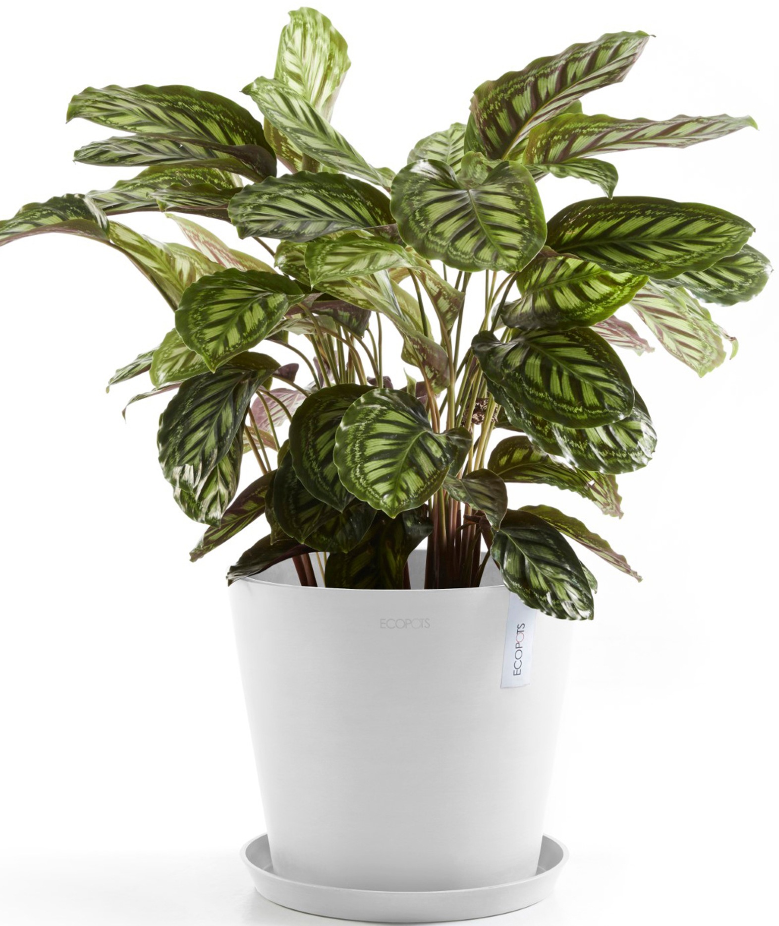 ECOPOTS Blumentopf »Amsterdam 40 Weiß«, für innen und außen: frostsicher, bruchsicher und lichtbeständig