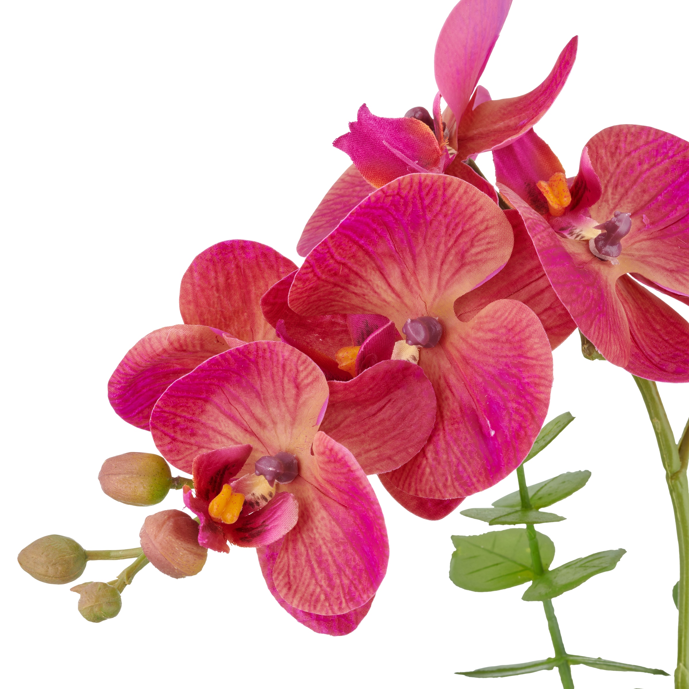 Creativ green Kunstorchidee »Orchidee Phalaenopsis«, mit Eukalyptuszweigen