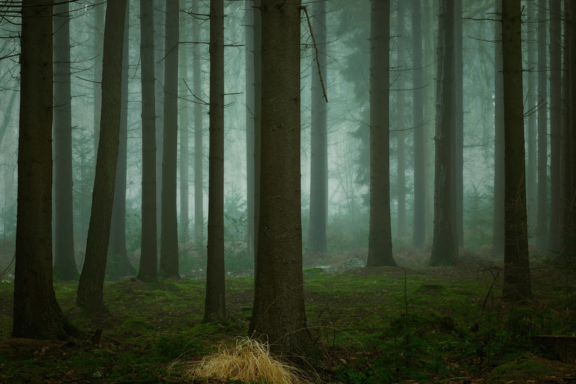 Papermoon Fototapete "Photo-Art ELLEN BORGGREVE, DIE KALTEN, DUNKLEN TAGE DES WINTERS"