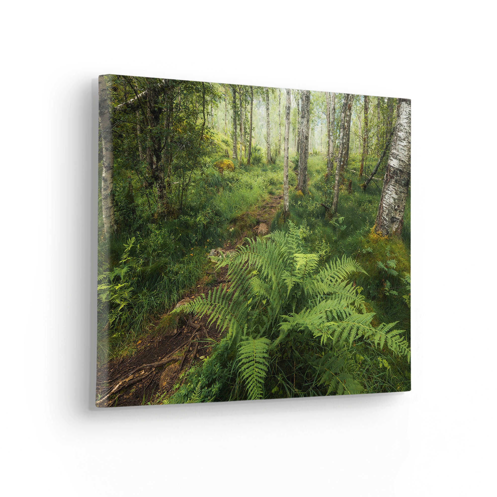 Komar Leinwandbild "Mystic Birch Grove - Größe 40 x 30 cm" Baum  Berge  Blu günstig online kaufen