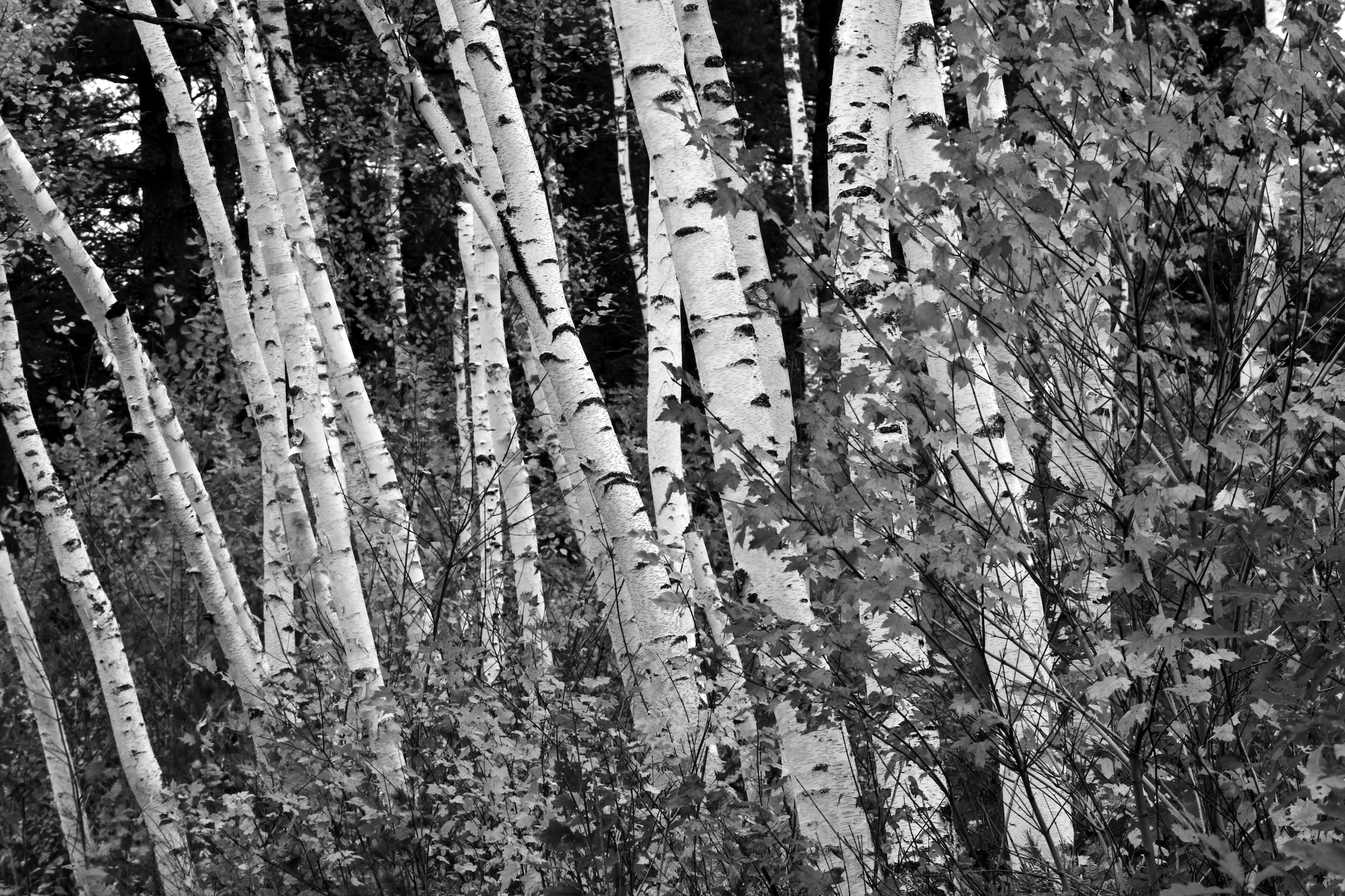 Papermoon Fototapete "Birkenwald Schwarz & Weiß"