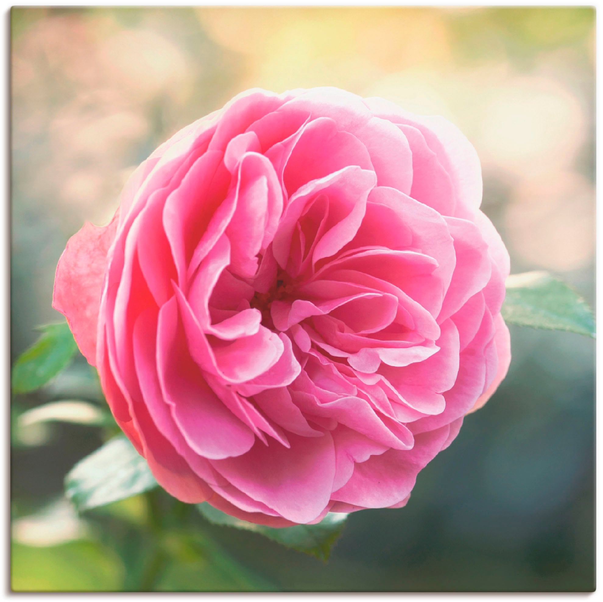 Artland Wandbild »Rosa Rose im Gegenlicht«, Blumen, (1 St.), als Leinwandbild in verschied. Größen