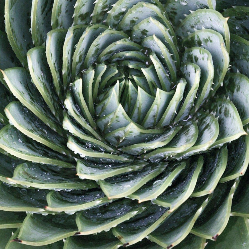 Reinders! Glasbild »Agave Rosette«