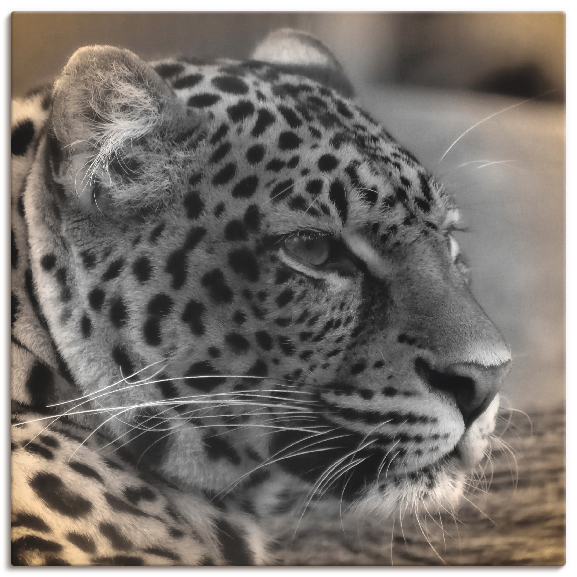 Artland Leinwandbild "Leopard Profil", Wildtiere, (1 St.), auf Keilrahmen gespannt