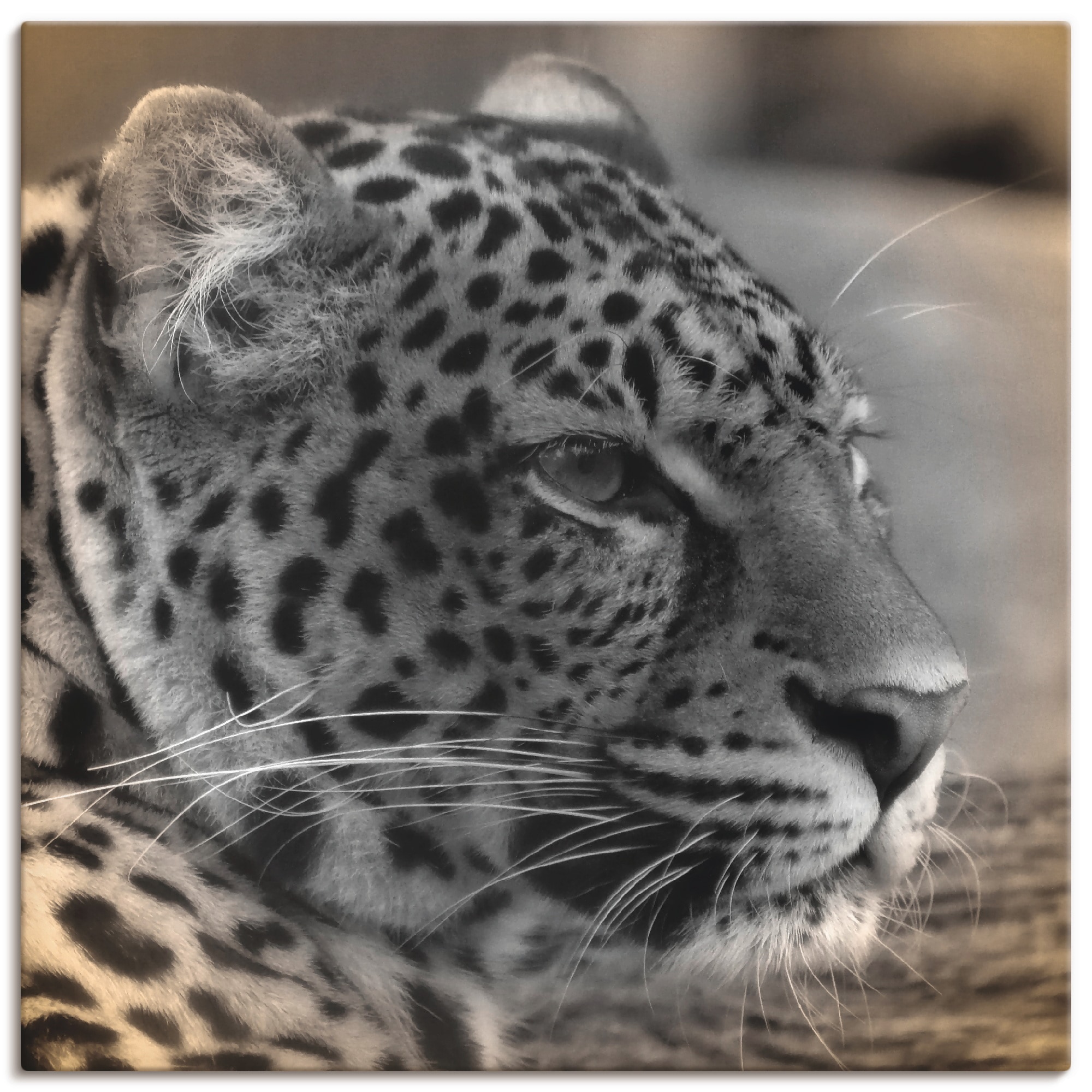 Artland Leinwandbild "Leopard Profil" Wildtiere 1 Stk. tlg. auf Holzrahmen gespannt
