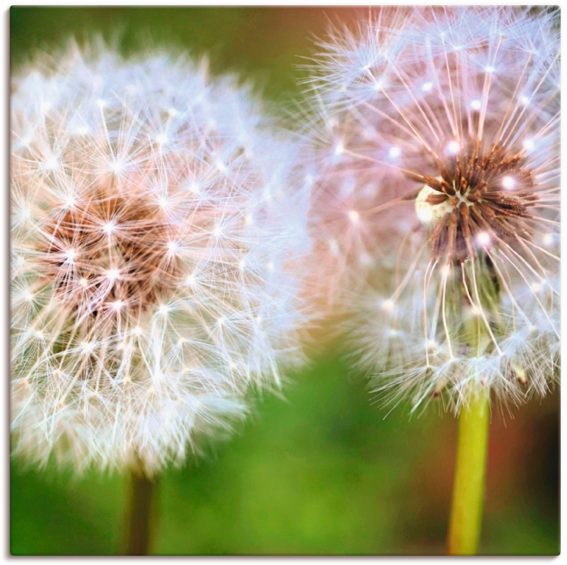 Artland Leinwandbild "Pusteblume Zweisamkeit", Blumen, (1 St.), auf Keilrah günstig online kaufen