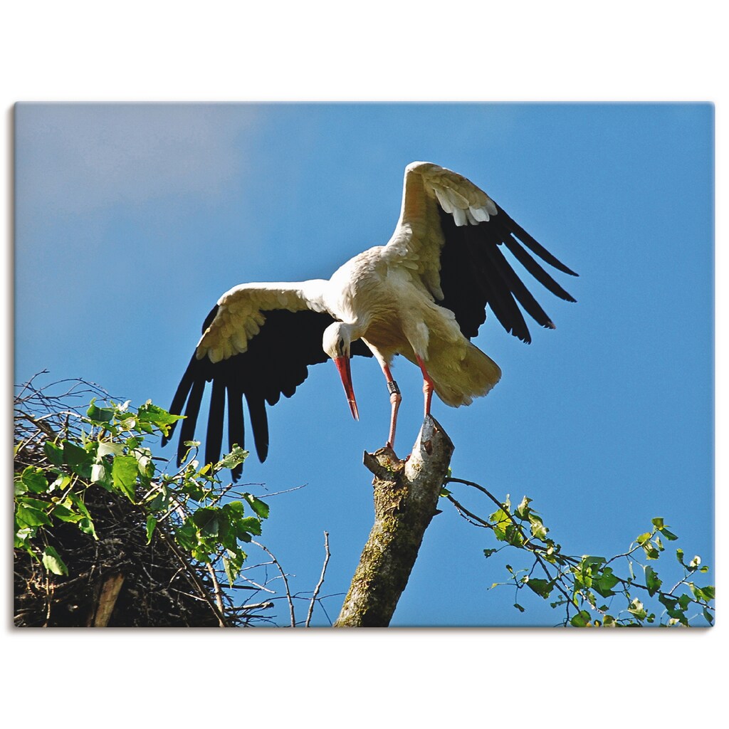 Artland Wandbild »Storch«, Vögel, (1 St.), in vielen Größen & Produktarten -Leinwandbild, Poster, Wandaufkleber / Wandtattoo auch für Badezimmer geeignet