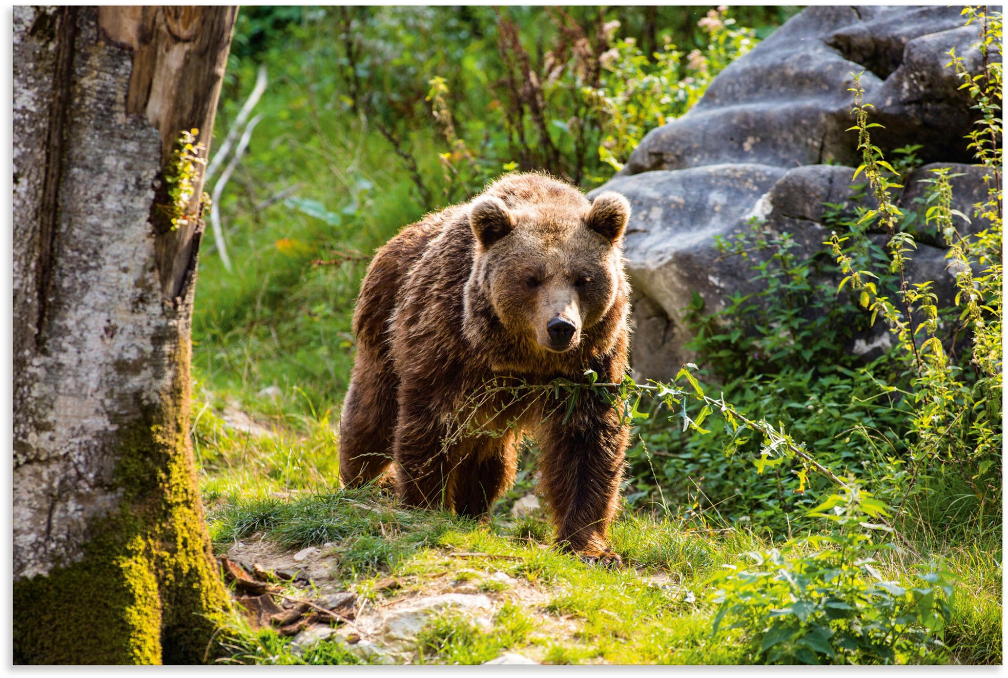 Artland Alu-Dibond-Druck "Braunbär auf Wanderung", Bären, (1 St.), für Innen- und Außenbereich geeignet, Outdoorbild