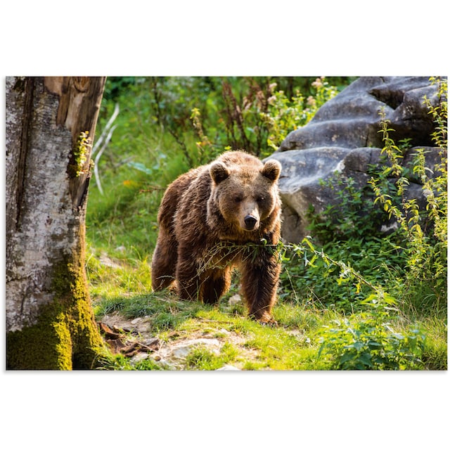 Artland Wandbild »Braunbär auf Wanderung«, Bären, (1 St.), als Alubild,  Leinwandbild, Wandaufkleber oder Poster in versch. Größen bestellen | BAUR