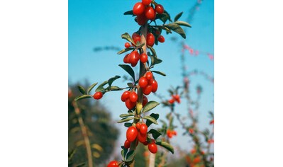 BCM Obstpflanze »Goji-Beere«, (1 St.), Höhe: 50-60 cm kaufen
