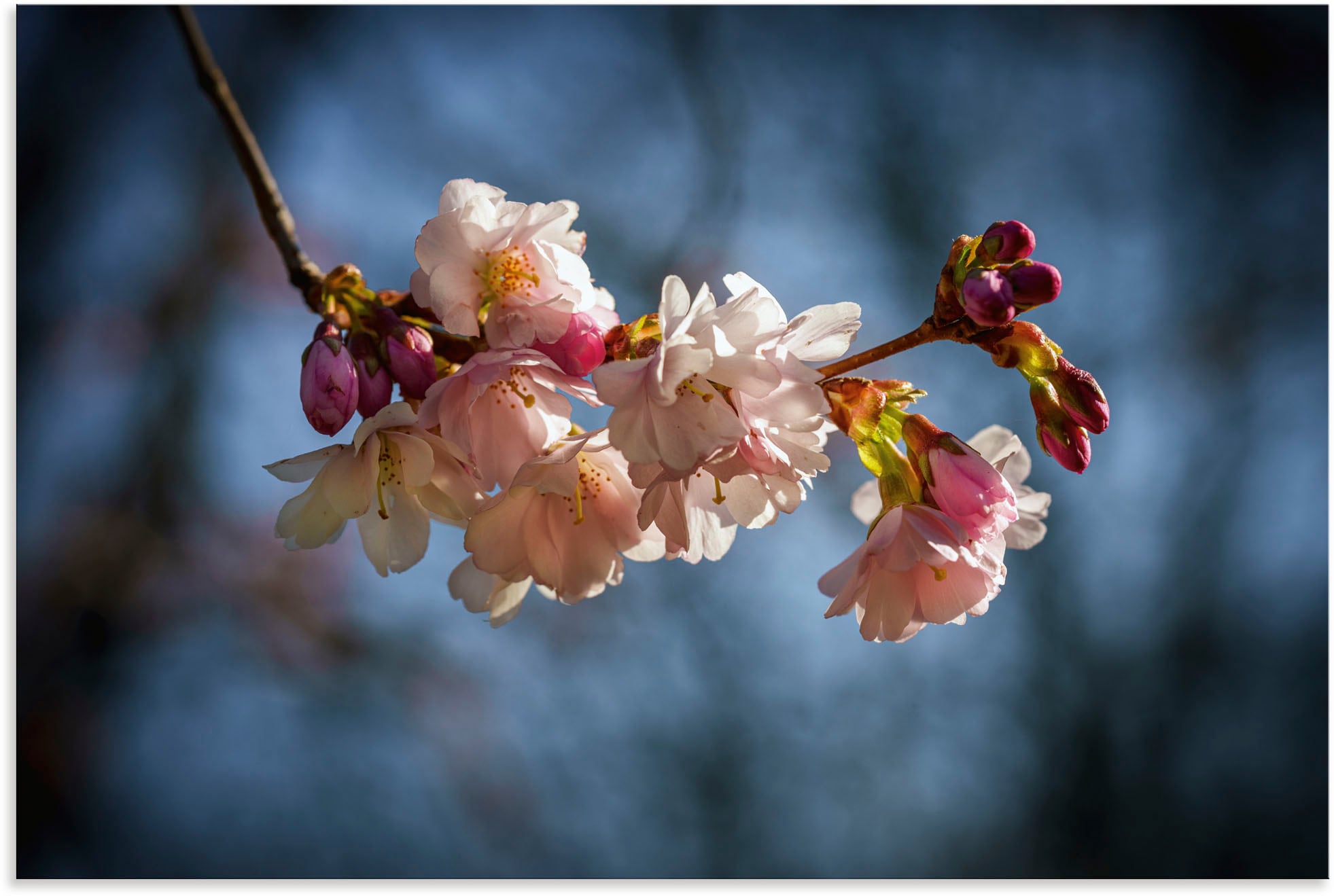 Alu-Dibond-Druck »Kirschblüte im Frühling«, Blumenbilder, (1 St.), für Innen- und...