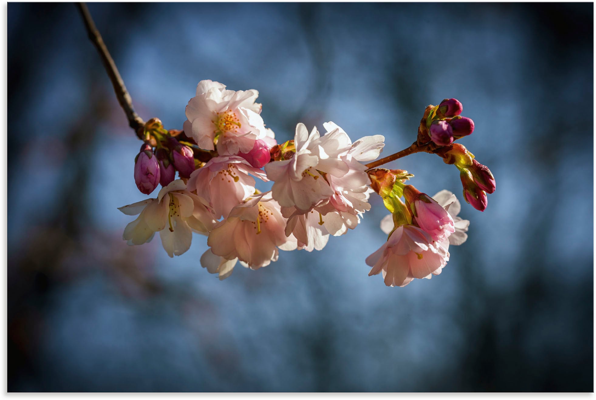Artland Alu-Dibond-Druck "Kirschblüte im Frühling" Blumenbilder 1 Stk. tlg. für Innen- und Außenbereich geeignet, Outdoorbild