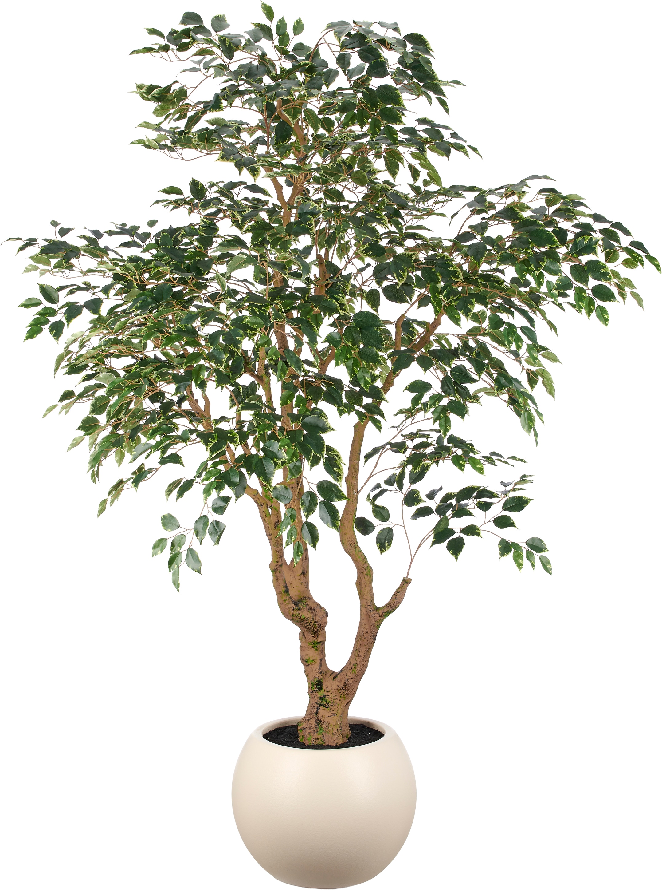 Creativ green Kunstbaum "Ficus benjamina" in beeindruckender Größe