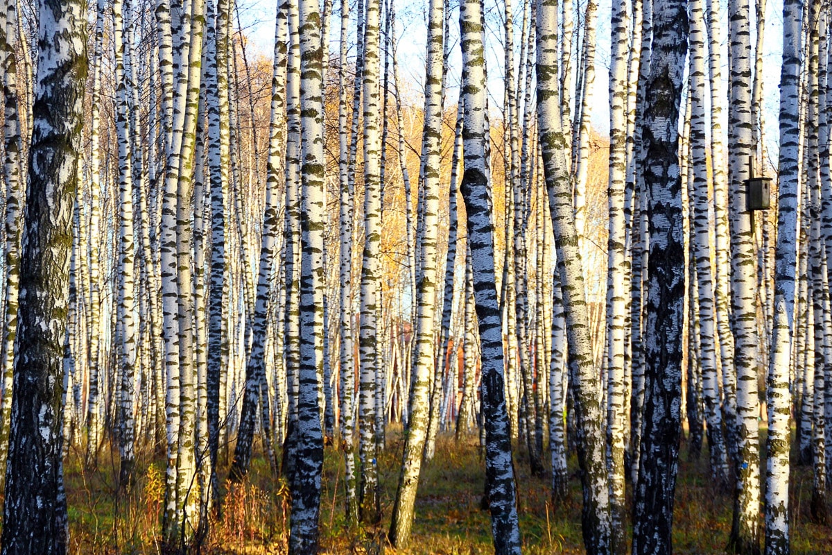 Papermoon Fototapete »Parallelen eines Birkenhains«