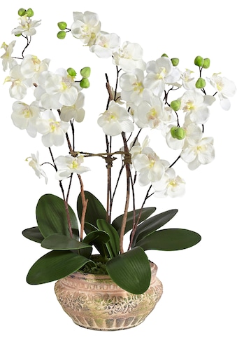 Schneider Kunstpflanze »Orchidee«, (1 St.) kaufen