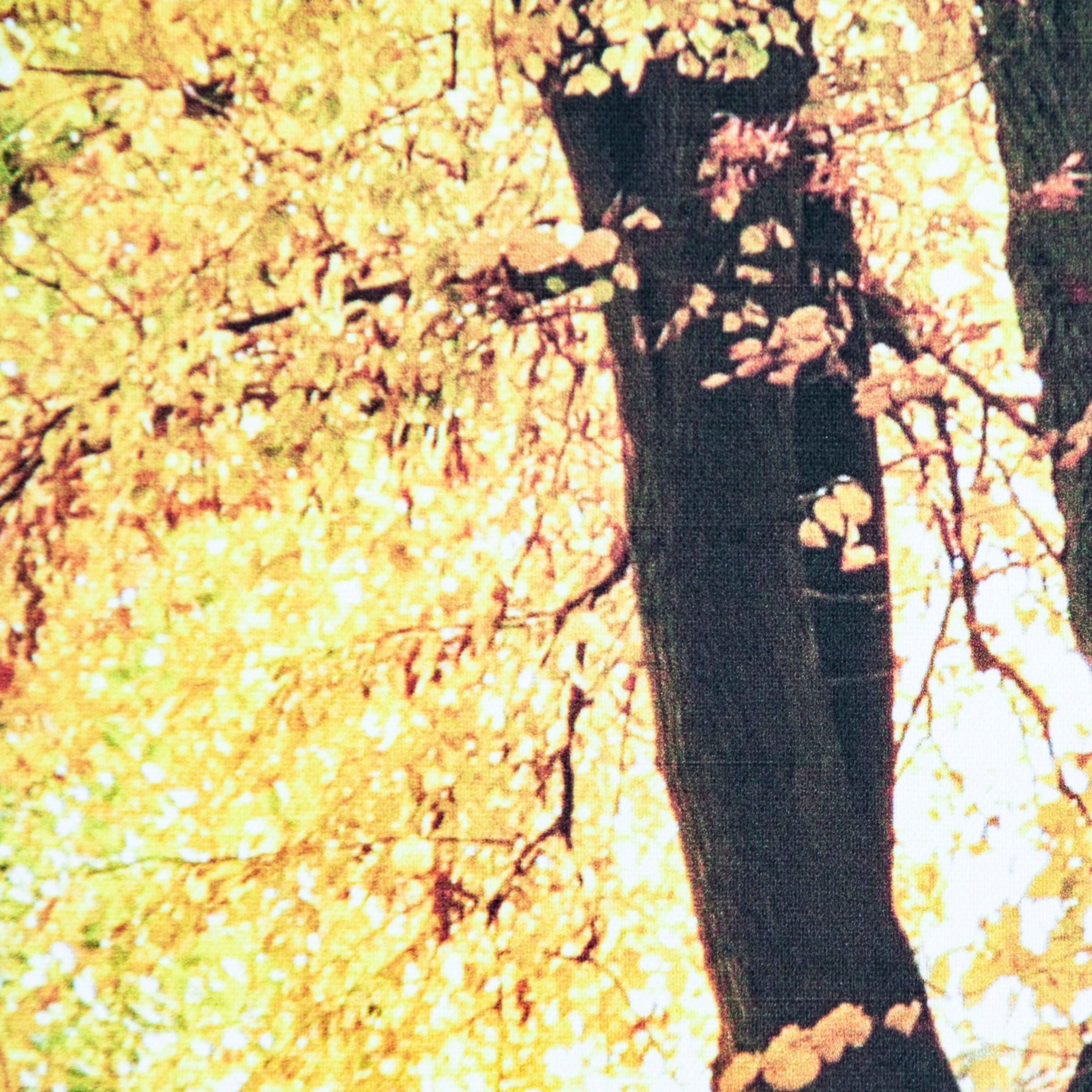 Leinwandbild Herbstwald 2