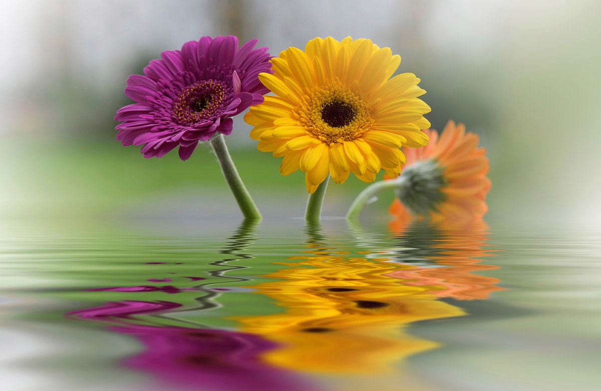 Papermoon Fototapete "BLUMEN-SCHNEEGLÖCKCHEN PFLANZEN REFLEXION DEKO ABSTRAKT"