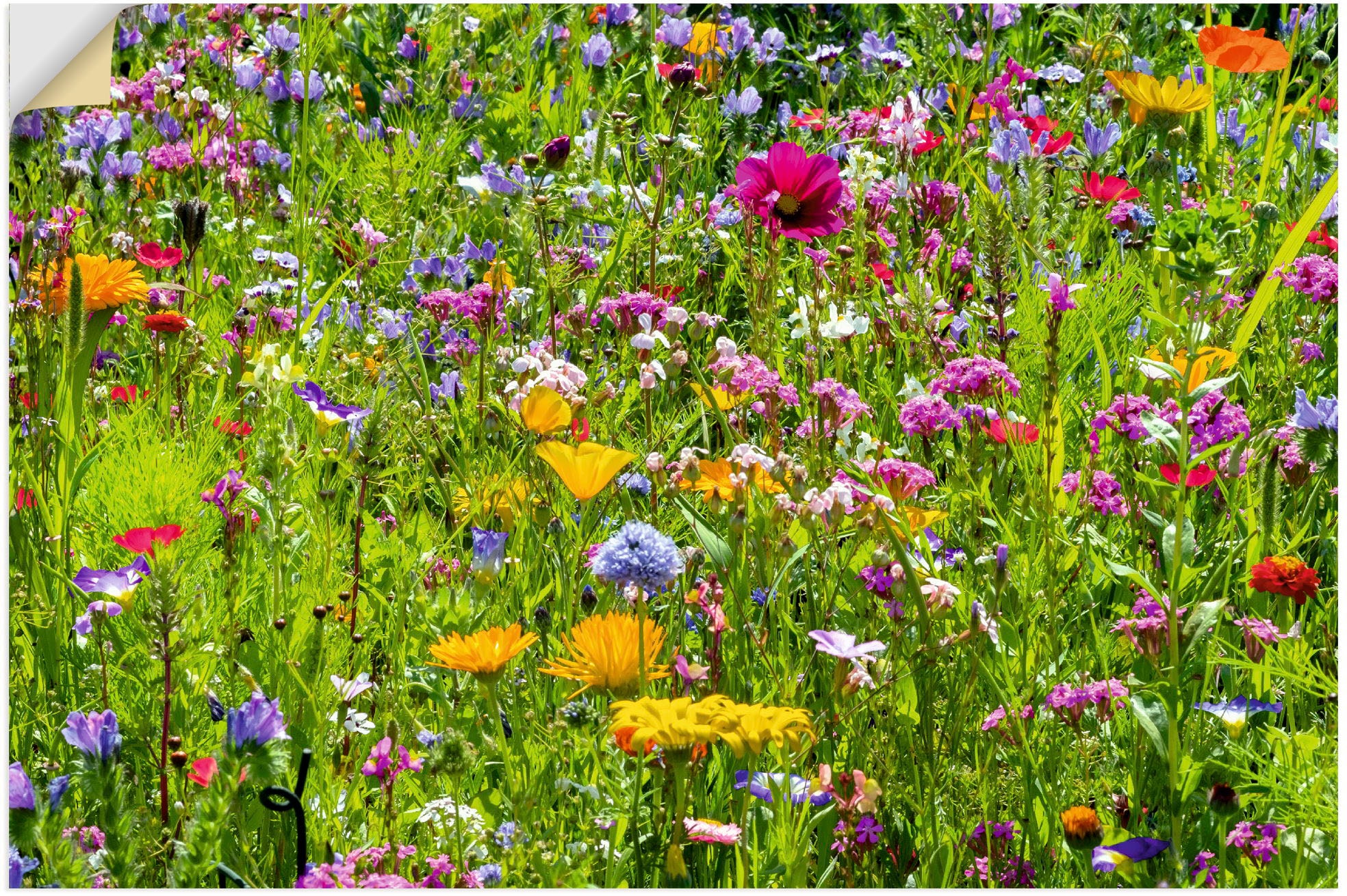 Artland Wandbild "Bunte Blumenwiese", Blumenwiese, (1 St.), als Alubild, Ou günstig online kaufen