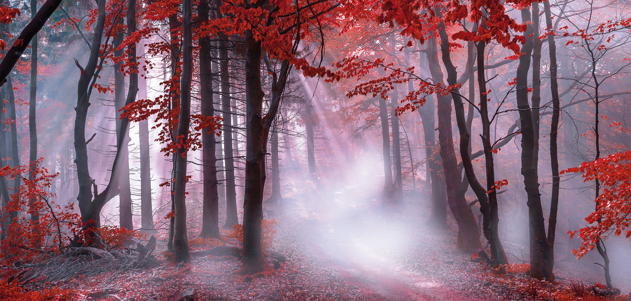 Bönninghoff Leinwandbild »mystischer Wald«, Wald, (1 St.), BxH: 70x33 cm
