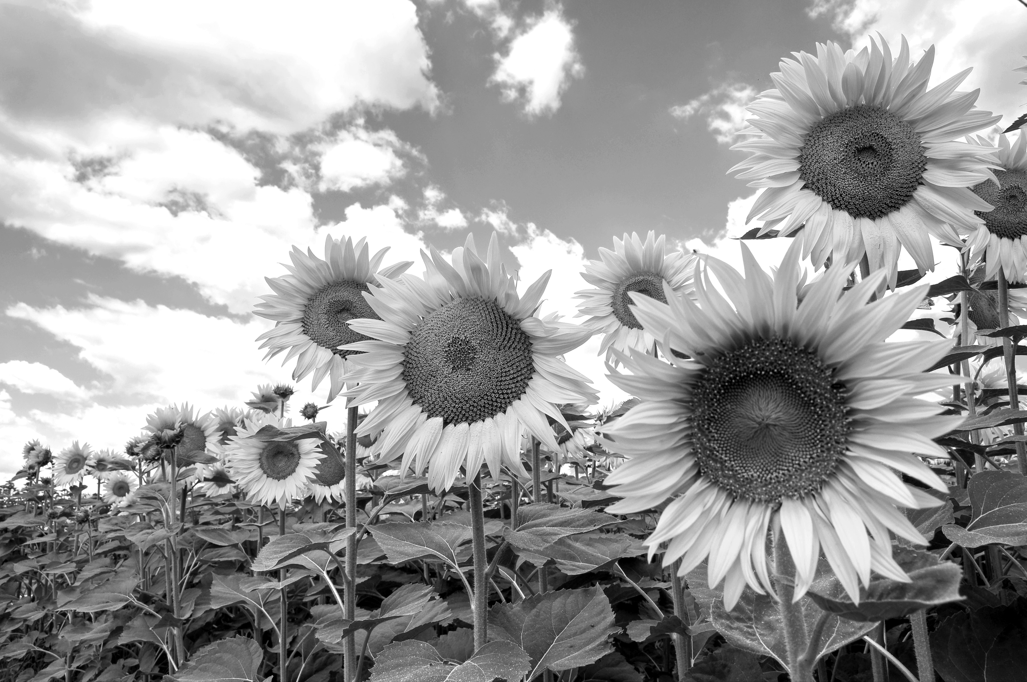 Papermoon Fototapete "Sonnenblumen Schwarz & Weiß"