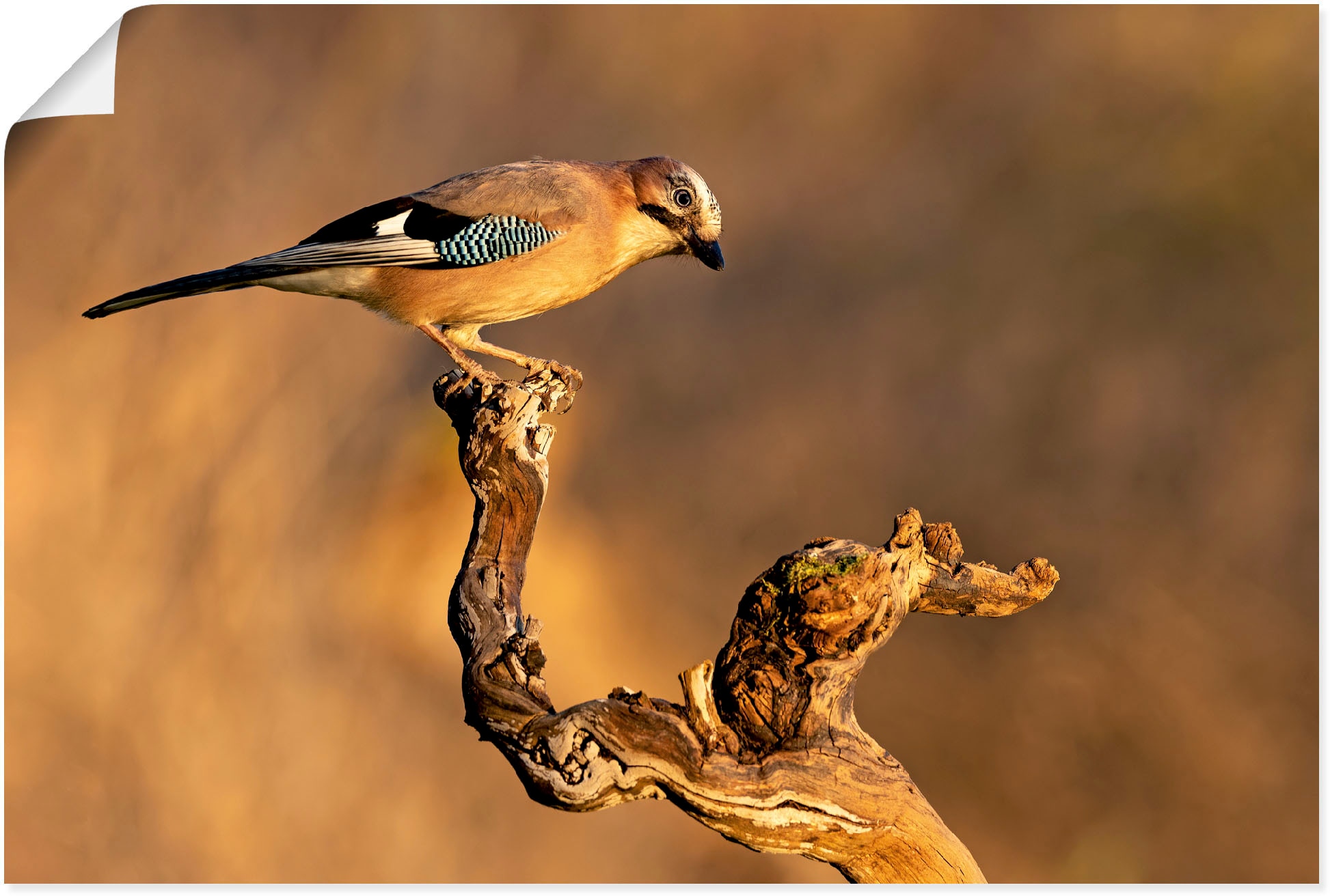 Artland Wandbild "Eichelhäher", Vogelbilder, (1 St.), als Leinwandbild, Pos günstig online kaufen