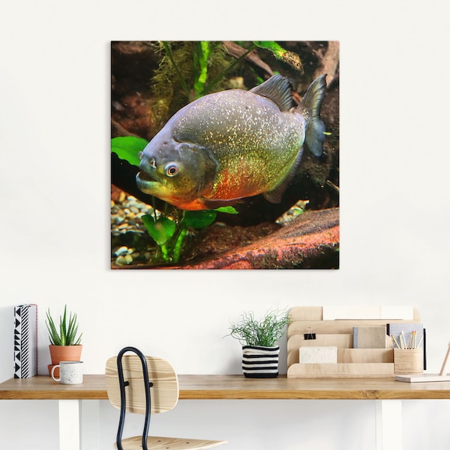 Black Friday Artland Wandbild »Piranha«, Wassertiere, (1 St.), als Alubild,  Leinwandbild, Wandaufkleber oder Poster in versch. Größen | BAUR