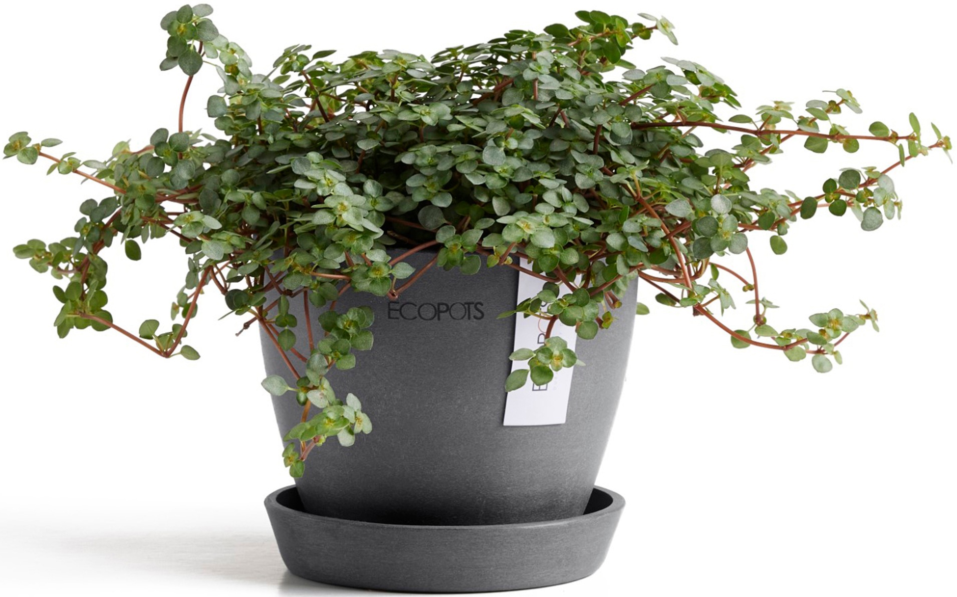 ECOPOTS Blumentopf "Antwerp Mini 11 Grau", für den Innenbereich günstig online kaufen