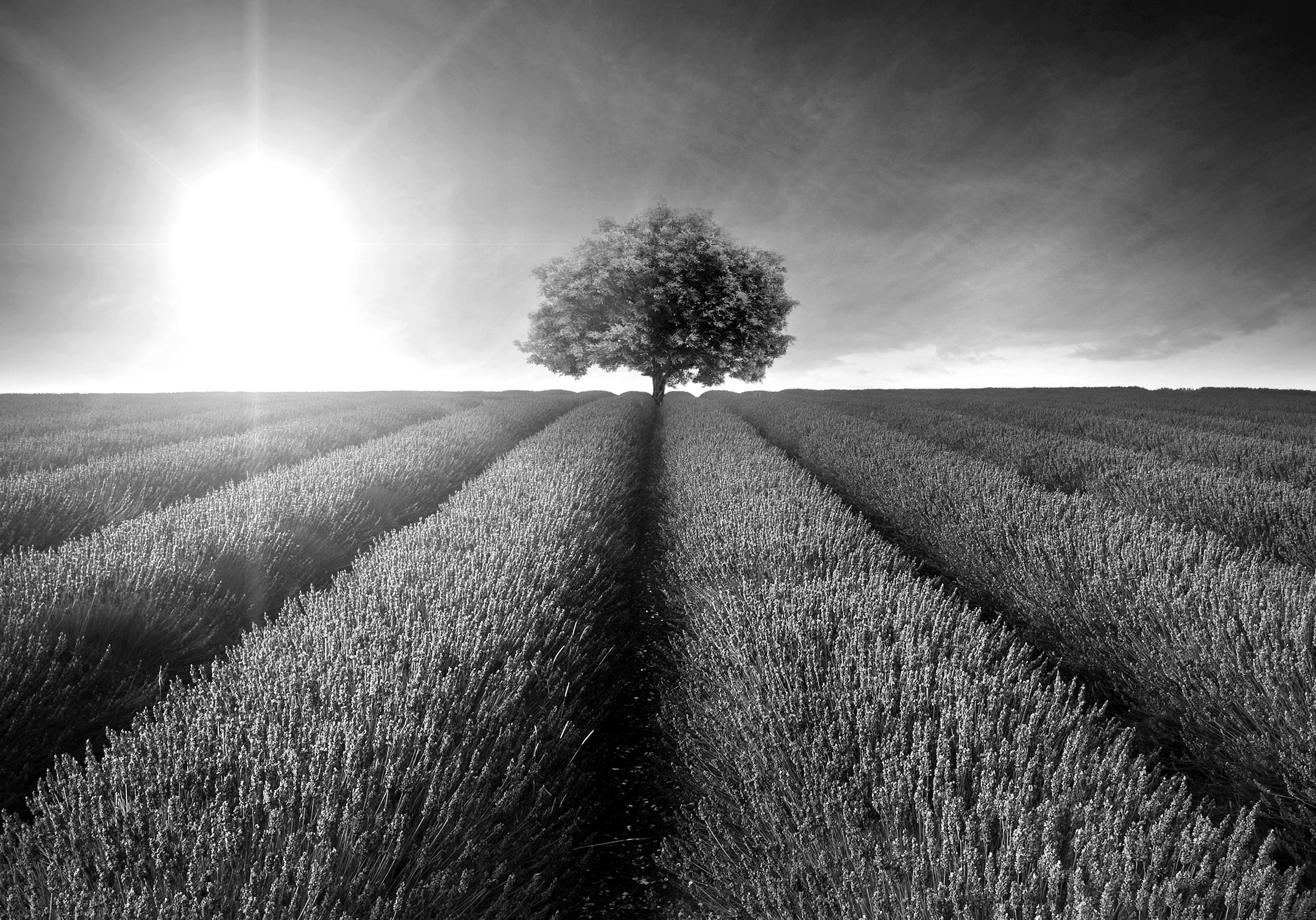 Papermoon Fototapete "Landschaft schwarz & weiß" günstig online kaufen