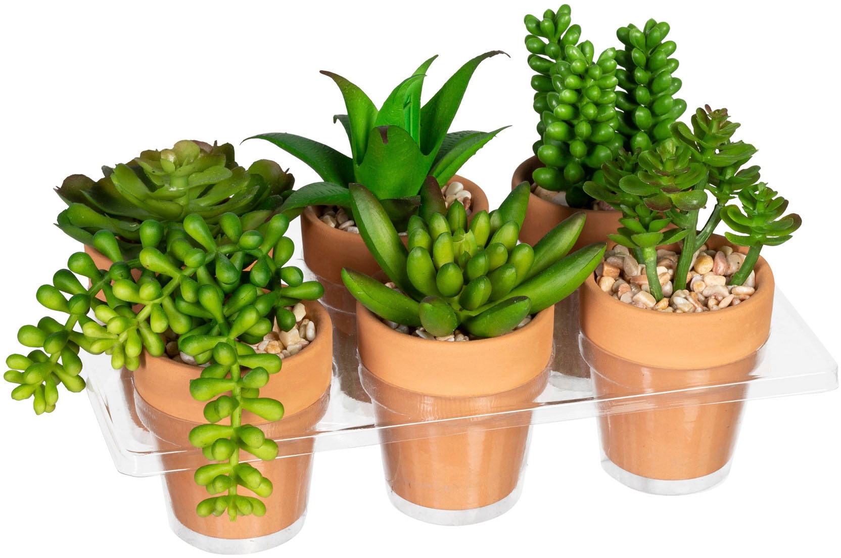 Set | kaufen green Creativ Tontopf, 6er BAUR »Mini-Sukkulenten«, Zimmerpflanze im Künstliche